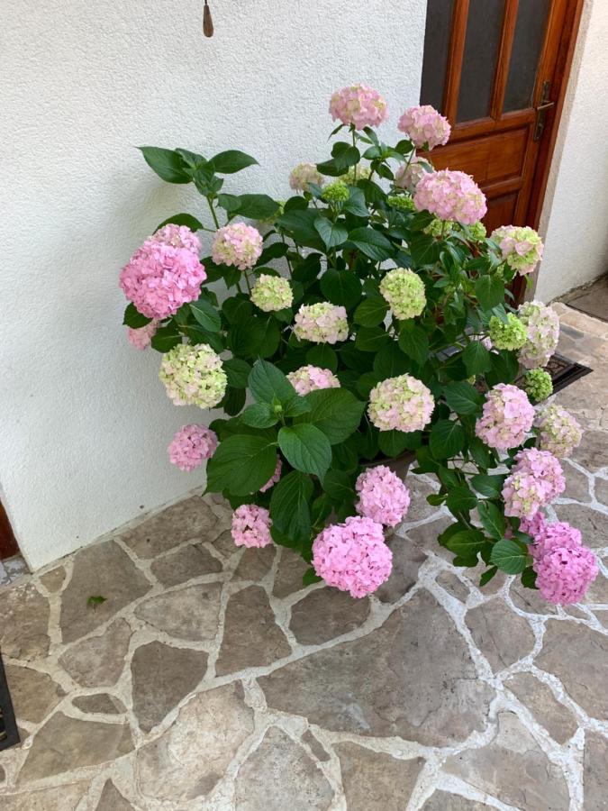 Casa Botanica Villa Blagaj Luaran gambar